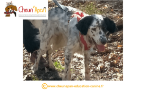 chien setter anglais au pied de son maître, debout dans les feuilles mortes, qui tire la langue