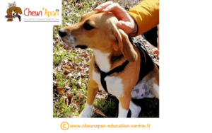 un chien beagle assis dans l'herbe se fait caresser