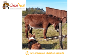 un chien marron et blanc observe un âne marron dans son enclos