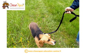 chien beagle promené par son maître dans l'herbe