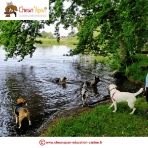 des chiens nagent au bord d'un lac