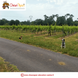 deux chiens assis devant un champ de vignes