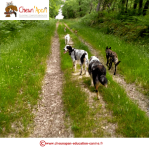 des chiens se baladent sur un sentier dans la forêt