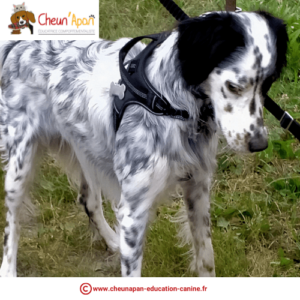 chien setter anglais en harnais debout dans l'herbe qui regarde par terre