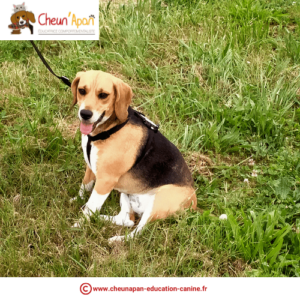 chien beagle en laisse assis dans l'herbe qui tire la langue