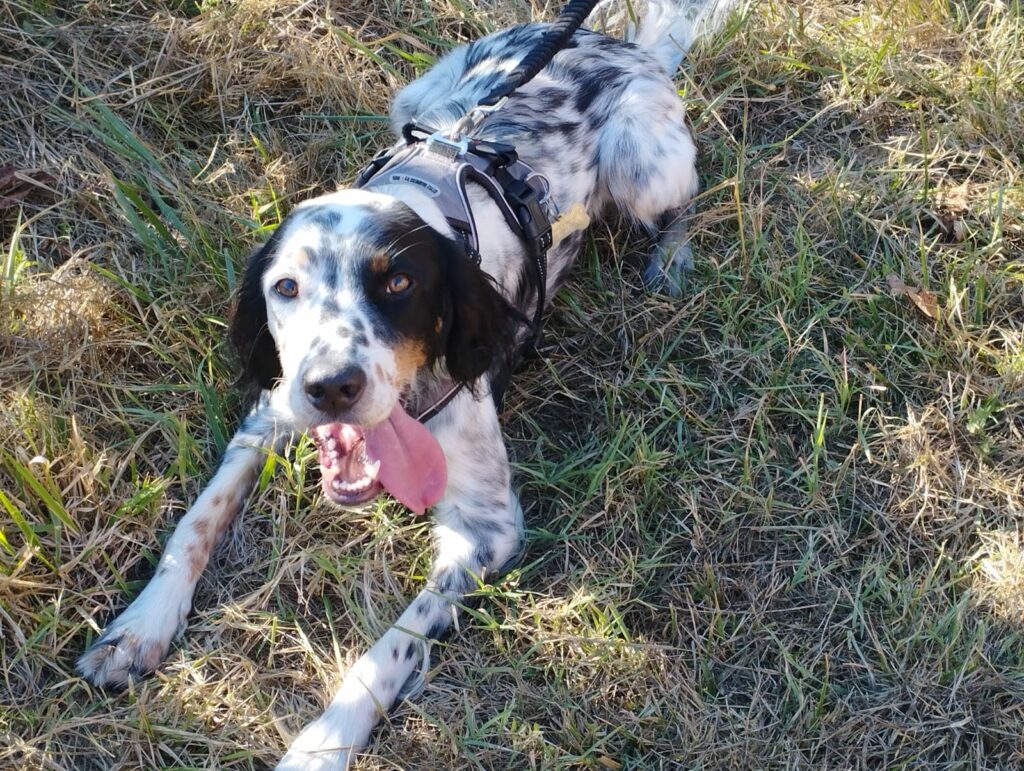 chien setter anglais, la langue pendante, tenu en laisse et allongé dans l'herbe