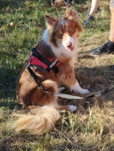 un chien marron et blanc tenu en laisse assis dans l'herbe halète