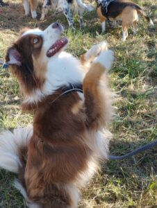 un chien marron et blanc dans l'herbe debout sur ses pattes arrières qui regarde son maître