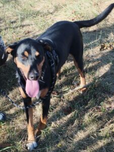 chien beauceron tenu en laisse debout dans l'herbe qui tire la langue