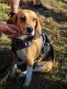 un chien beagle en harnais assis dans l'herbe se fait caresser par son maître