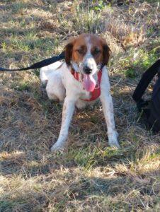 chien épagneul breton tenu en laisse assis dans l'herbe et tirant la langue