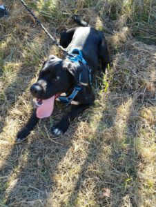 chien boxador tenu en laisse et tirant la langue allongé dans l'herbe