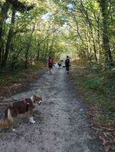 maîtres et chiens randonnent dans la forêt