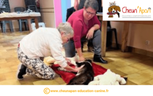 atelier 1er secours canin et félin - exercice de massage cardiaque