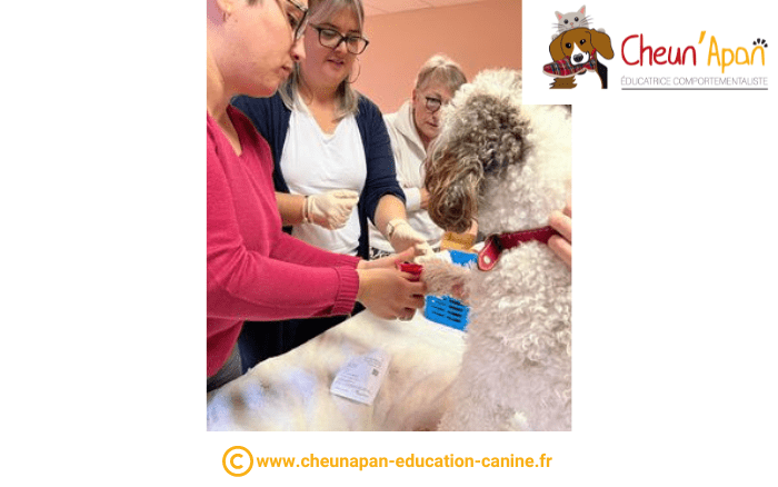 cheun apan-education canine-comportementaliste-actualités-atelier 1er secours chien et chat-2022-10-23-064