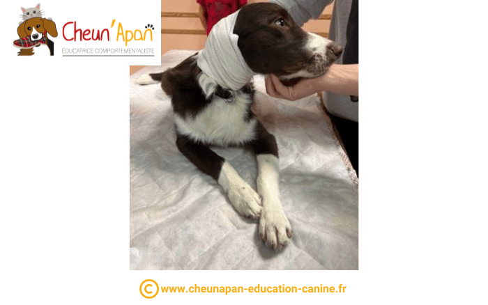 cheun apan-education canine-comportementaliste-actualités-atelier 1er secours chien et chat-2022-10-23-065