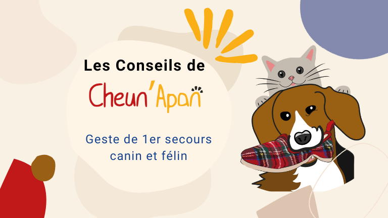 gestes premiers secours canin et félin