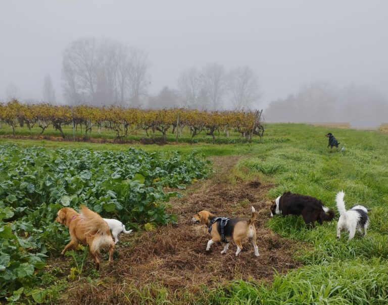 cheun apan-education canine-comportementaliste-actualités-balade educative-baignes-2022-12-04-016