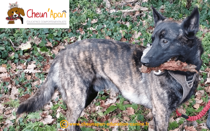 cheun apan-education canine-comportementaliste-actualités-canirando-barret-2022-12-11-002