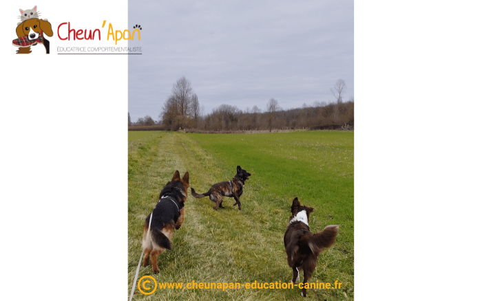 balade collective pour chien réactif avec soham, saphir et t'urgo courrant tout les 3