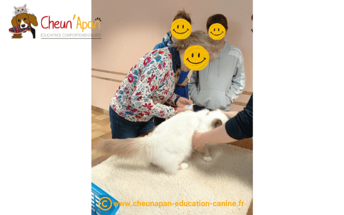 atelier 1er secours canin et félin 2 avril 2023 exercice de pansement sur gratouille