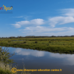 Cani séjour en vendée de mai 2023, photo prise pendant le repérage et l'organisation du séjour, paysage de marais