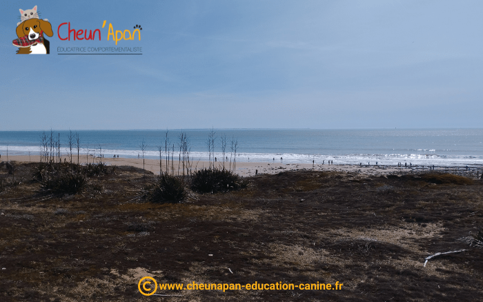 Cani séjour en vendée de mai 2023, photo prise pendant le repérage et l'organisation du séjour, paysage de plage