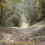 Cani séjour en vendée de mai 2023, photo prise pendant le repérage et l'organisation du séjour, paysage de chemin forestier