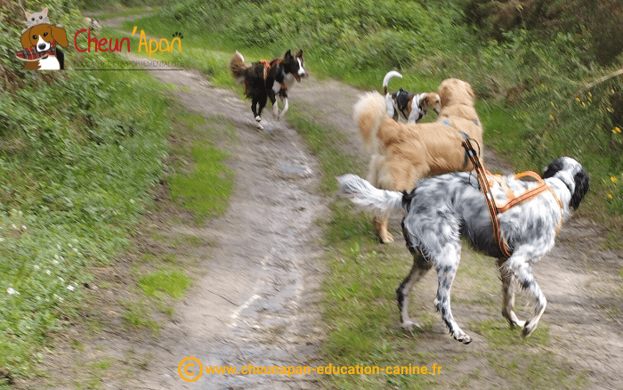 Le groupe de chien lors de la cani-randonnée à Le Tatre du 22 avril 2023