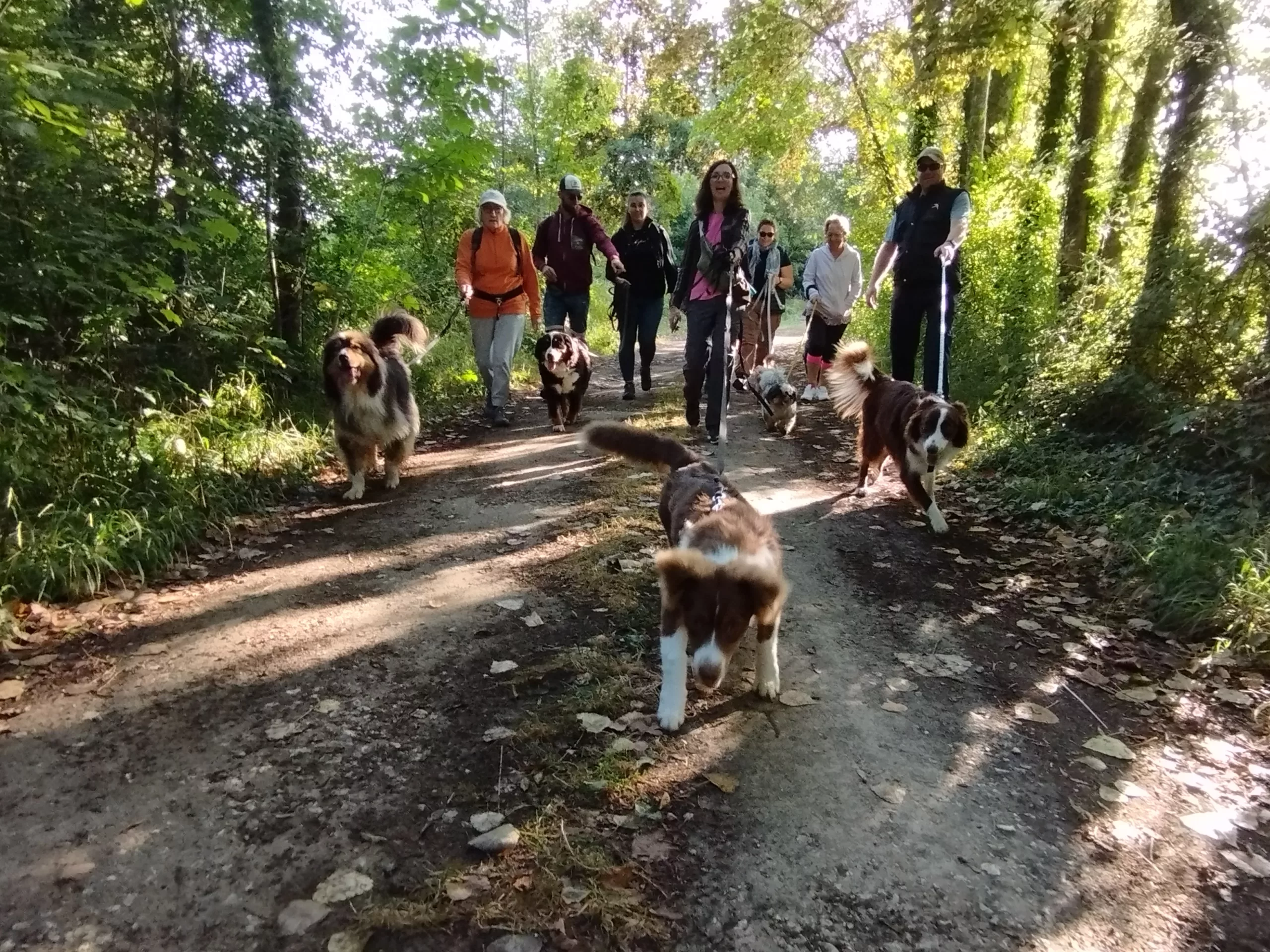 les participants canins et humain à la cani-randonnée de saint simeux du 27 aout 2023 dans le bois