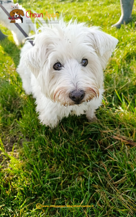 cheun apan-education canine-comportementaliste-activités canines-cani randonnée-Guimps-2024-01-28-005