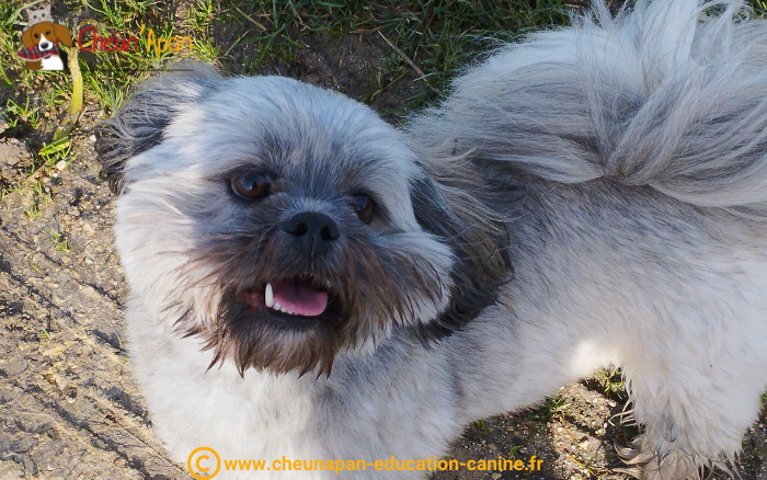 cheun apan-education canine-comportementaliste-activités canines-cani randonnée-Guimps-2024-01-28-022