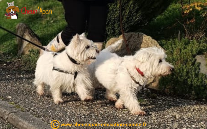 cheun apan-education canine-comportementaliste-activités canines-cani randonnée-Guimps-2024-01-28-024